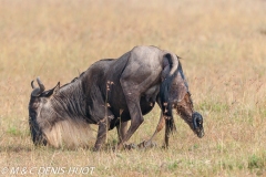 Gnou / Wildebeest