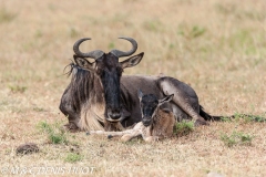 Gnou / Wildebeest