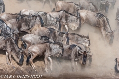 Migration des gnous / Wildebeest migration