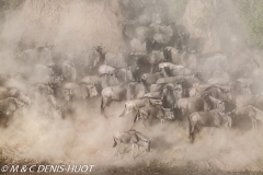 Migration des gnous / Wildebeest migration