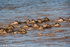 Migration des gnous / Wildebeest migration