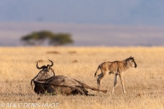 Gnou / Wildebeest