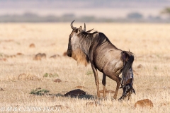 Wildebeest