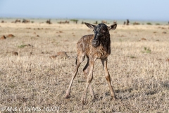 Gnou / Wildebeest