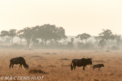 Gnou / Wildebeest