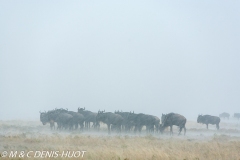 Migration des gnous / Wildebeest migration