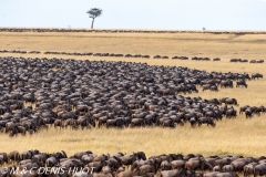 Wildebeest migration