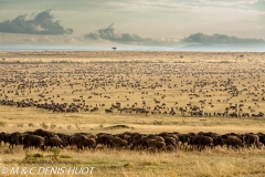 Wildebeest migration