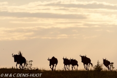 Migration des gnous / Wildebeest migration