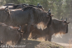 Migration des gnous / Wildebeest migration