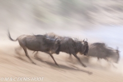 Migration des gnous / Wildebeest migration