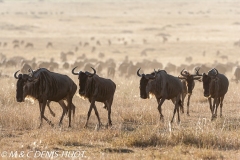 Wildebeest migration