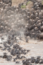 Migration des gnous / Wildebeest migration