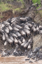 Wildebeest migration