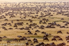 Wildebeest migration