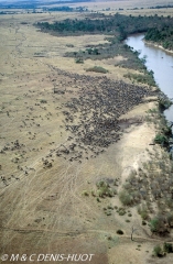 Migration des gnous / Wildebeest migration