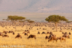 Migration des gnous / Wildebeest migration