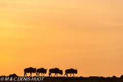 Migration des gnous / Wildebeest migration