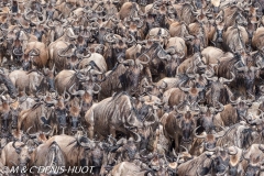 Migration des gnous / Wildebeest migration