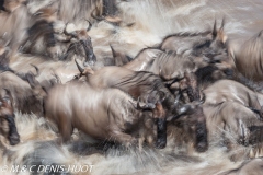 Migration des gnous / Wildebeest migration