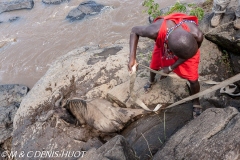 Migration des gnous / Wildebeest migration