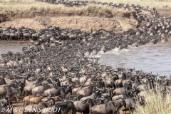 Migration des gnous / Wildebeest migration