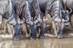 Migration des gnous / Wildebeest migration