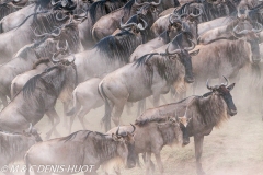 Migration des gnous / Wildebeest migration