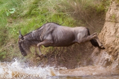 Migration des gnous / Wildebeest migration