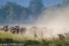 Migration des gnous / Wildebeest migration