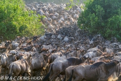 Migration des gnous / Wildebeest migration