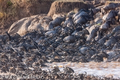 Migration des gnous / Wildebeest migration