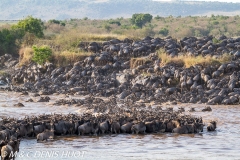 Migration des gnous / Wildebeest migration