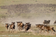 Wildebeest migration