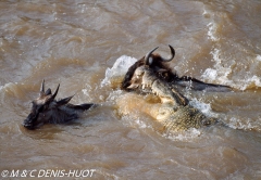 Migration des gnous / Wildebeest migration