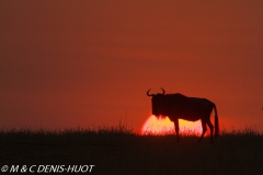 Gnou / Wildebeest