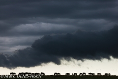 wildebeest migration