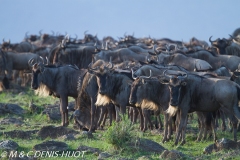 Wildebeest migration