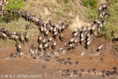 Migration des gnous / Wildebeest migration