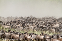 Wildebeest migration