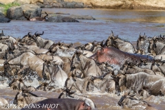 Migration des gnous / Wildebeest migration