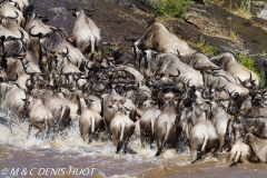 Migration des gnous / Wildebeest migration