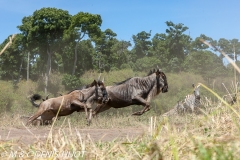 Wildebeest migration