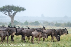 Migration des gnous / Wildebeest migration