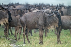 Migration des gnous / Wildebeest migration