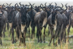 Migration des gnous / Wildebeest migration