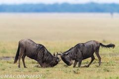 Gnou / Wildebeest