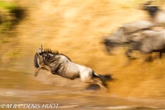 Migration des gnous / Wildebeest migration