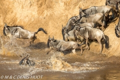 Migration des gnous / Wildebeest migration