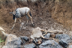 Migration des gnous / Wildebeest migration